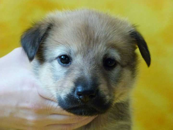 chinook puppy